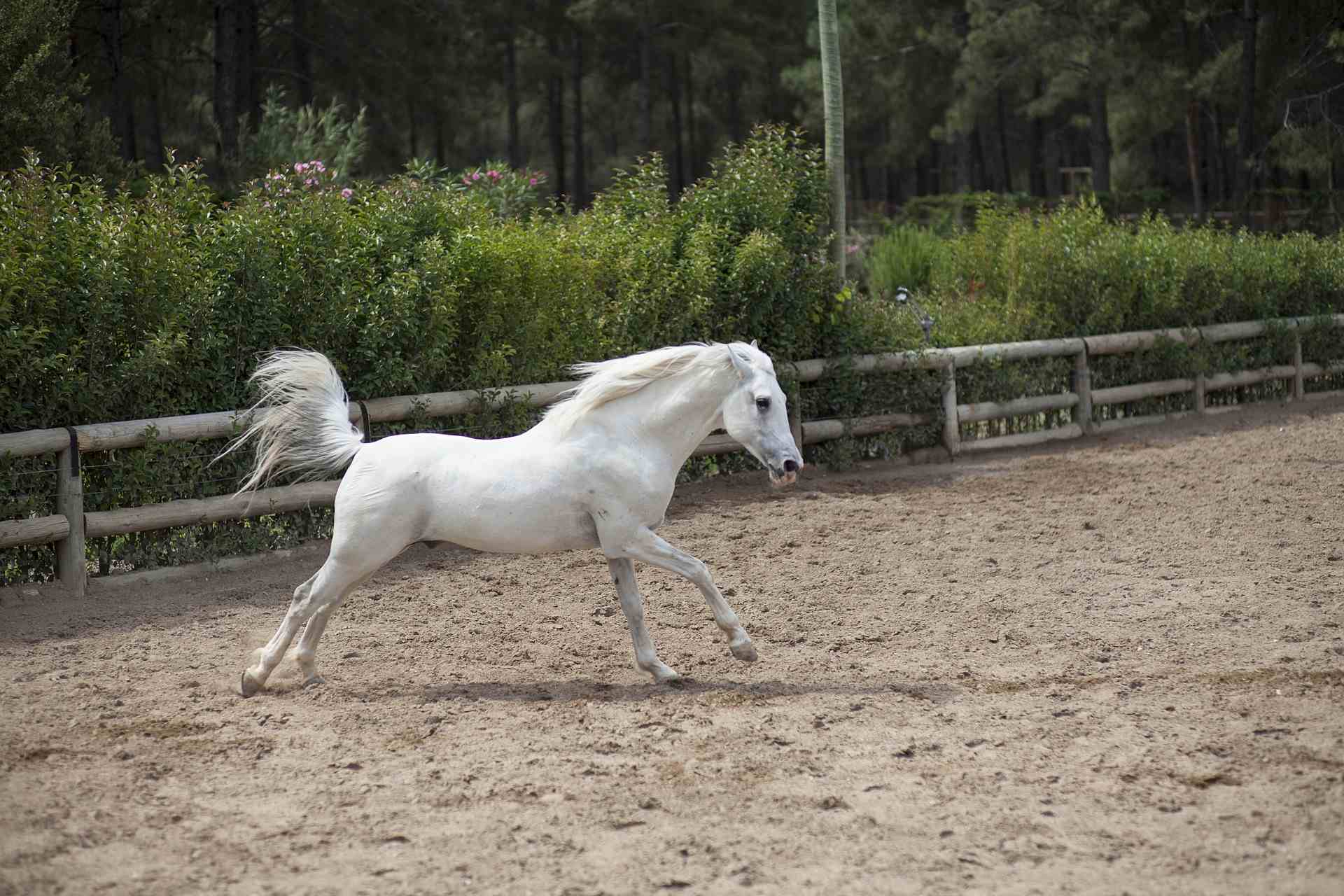Ein weißes Pferd springt