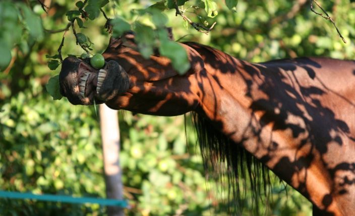 Pferd isst Obst von einem Baum
