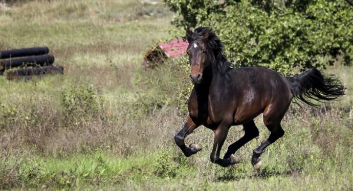 Pferd glapoppiet über eine Weide