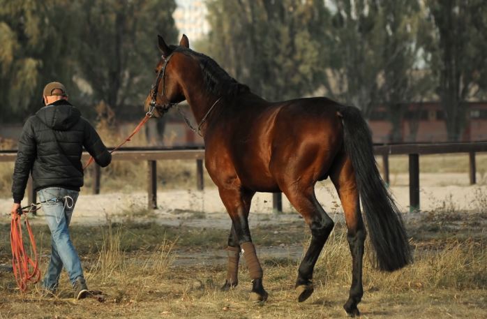 Reiter mit Pferd an der Longe